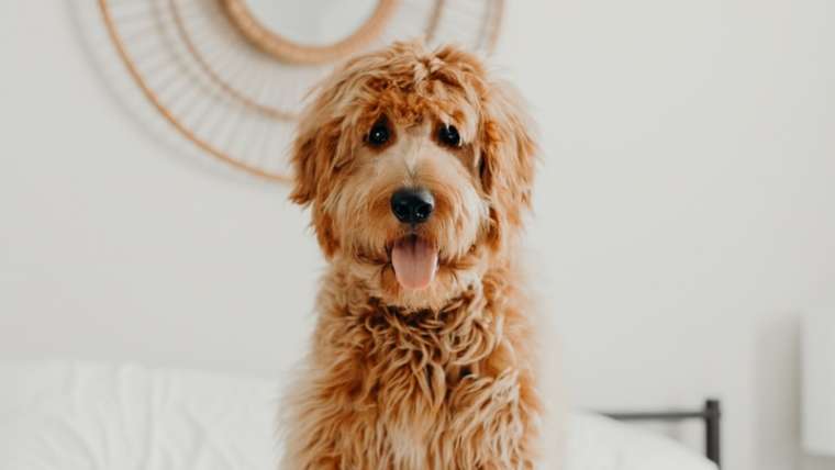 Håll hunden borta från huset medan du städar.