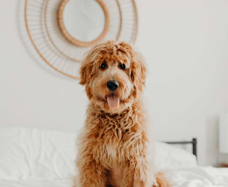 Håll hunden borta från huset medan du städar.